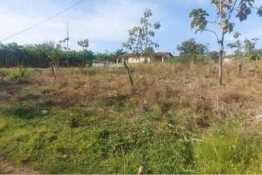Large flat plot with grass trees access ways excellent for house agriculture or tourism Nueva Gorgona