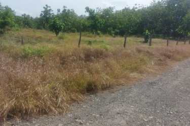 Rural field with dirt road, wire fence, and natural landscape ideal for investment Nueva Gorgona