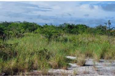 Vacant agricultural land plot with trees grass and distant hills for sale Anton Cocle Panama