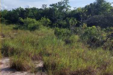 Natural open land lot with grassy terrain and trees Cocle Panama