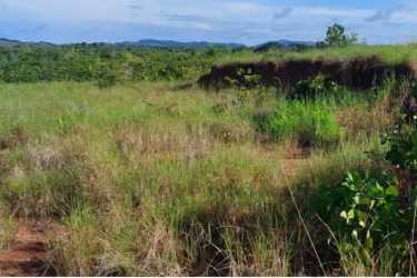 Expansive green farmland with trees and open areas Anton Cocle Panama for sale