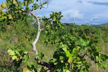 Flat open farmland with trees and mountain views in Los Pozos Anton Cocle for sale Panama