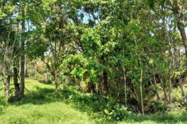 Beachfront Land Plot for Sale in Gobea Donoso Colón Panama - View 4