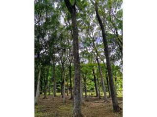 Farm / Land for Sale in Chame - 1 bedroom