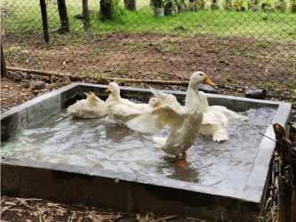 Drone view of open fields, wooded forest and river borders in Bejuco Chame rural Panama