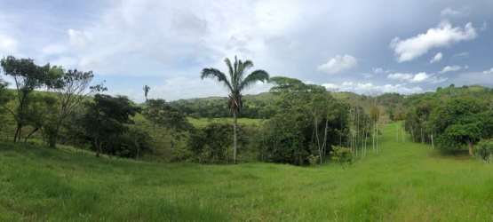 Green landscape palm trees blue sky cattle ranch farmland Chorrera Panama