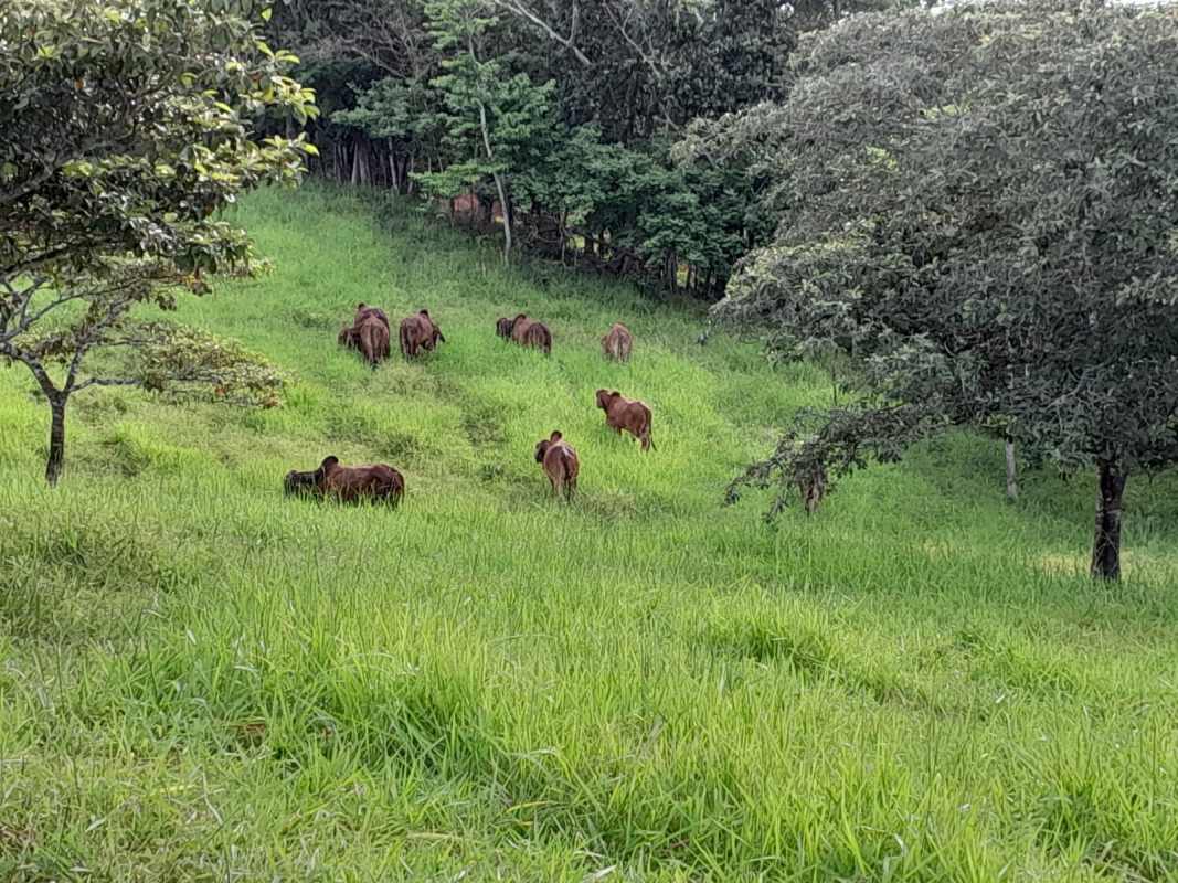 Livestock grazing on lush green grass with mature trees and natural backdrop at Chepo cattle farm