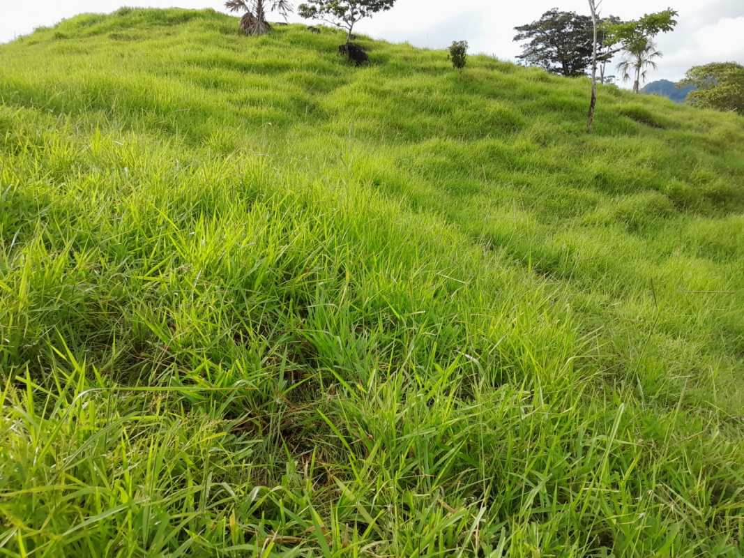 Rolling green hills with scattered trees under partly cloudy sky in Chepo region Panama large cattle farm