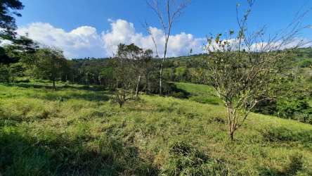 Expanse of grassland and rolling hills with trees on commercial farmland in Palmarito Chiriquí Panama