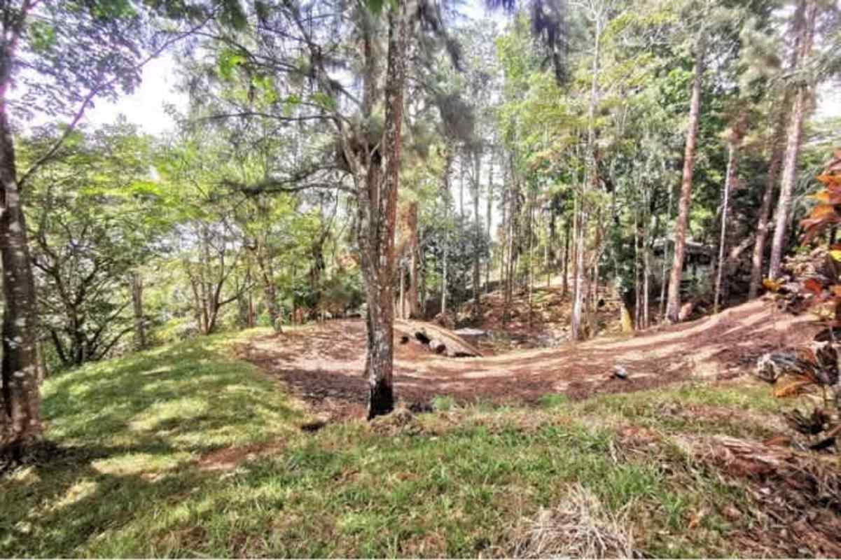 Wooded mountain property with mature trees and natural landscape in Cerro Azul Panama