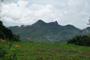 Forested sloped land ideal for eco-friendly house surrounded by trees