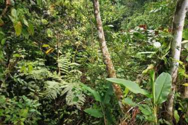 Thick lush jungle with varied tall trees perfect nature retreat lot