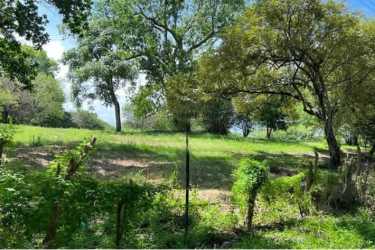 Open grassy clearing surrounded by mature trees on large lot in San José San Carlos