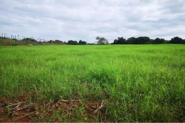 Aerial view showing outlined 13 hectares Finca Zoila in Aguadulce Coclé