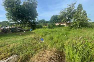 Open grassy vacant land with mature trees under blue sky for sale in Anton Coclé Panama
