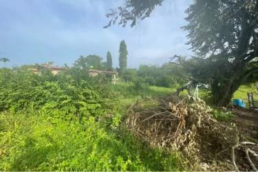 Urban land covered in dense vegetation and trees, ideal residential lot Anton Coclé Panama