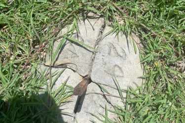 Tropical garden open yard trees banana plants near existing home carport Coronado Panama