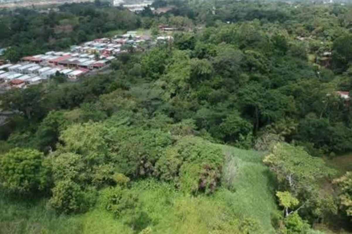 Dense greenery forest view near development land Pedregal Villalobos Panama