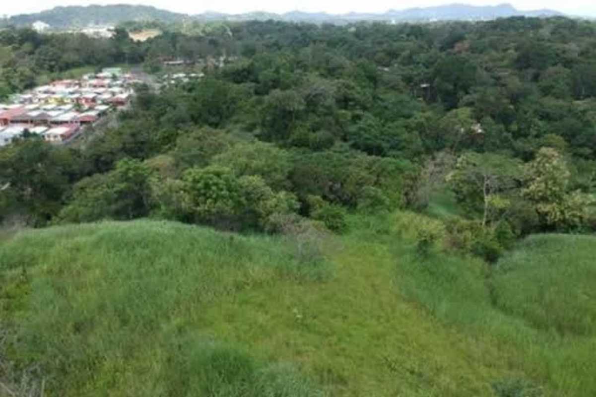 Lush green forest bordering investment land Panama Villalobos area