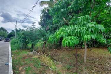 Vacant lot with grass, trees, and backdrop of small house close to retail plaza in Penonomé Coclé