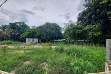 Lush green land with small shed and trees under cloudy sky in commercial area Penonomé