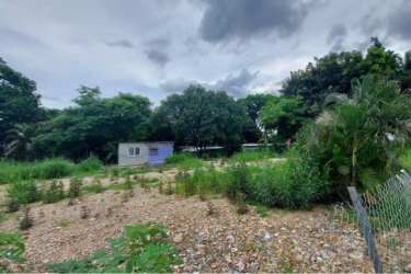Empty lot with overgrown vegetation, trees and small structure Penonomé Panama