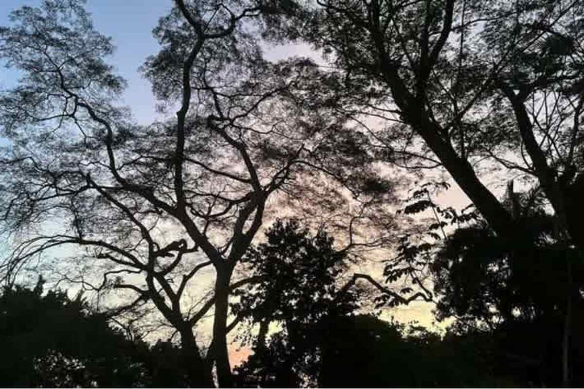 Mature trees in private garden of Balboa house Panama City