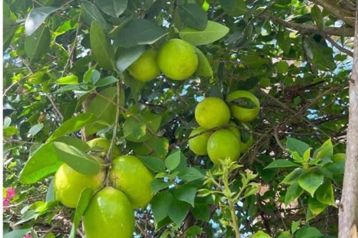 Bedroom with large windows and bright light Balboa Canal Zone Panama City