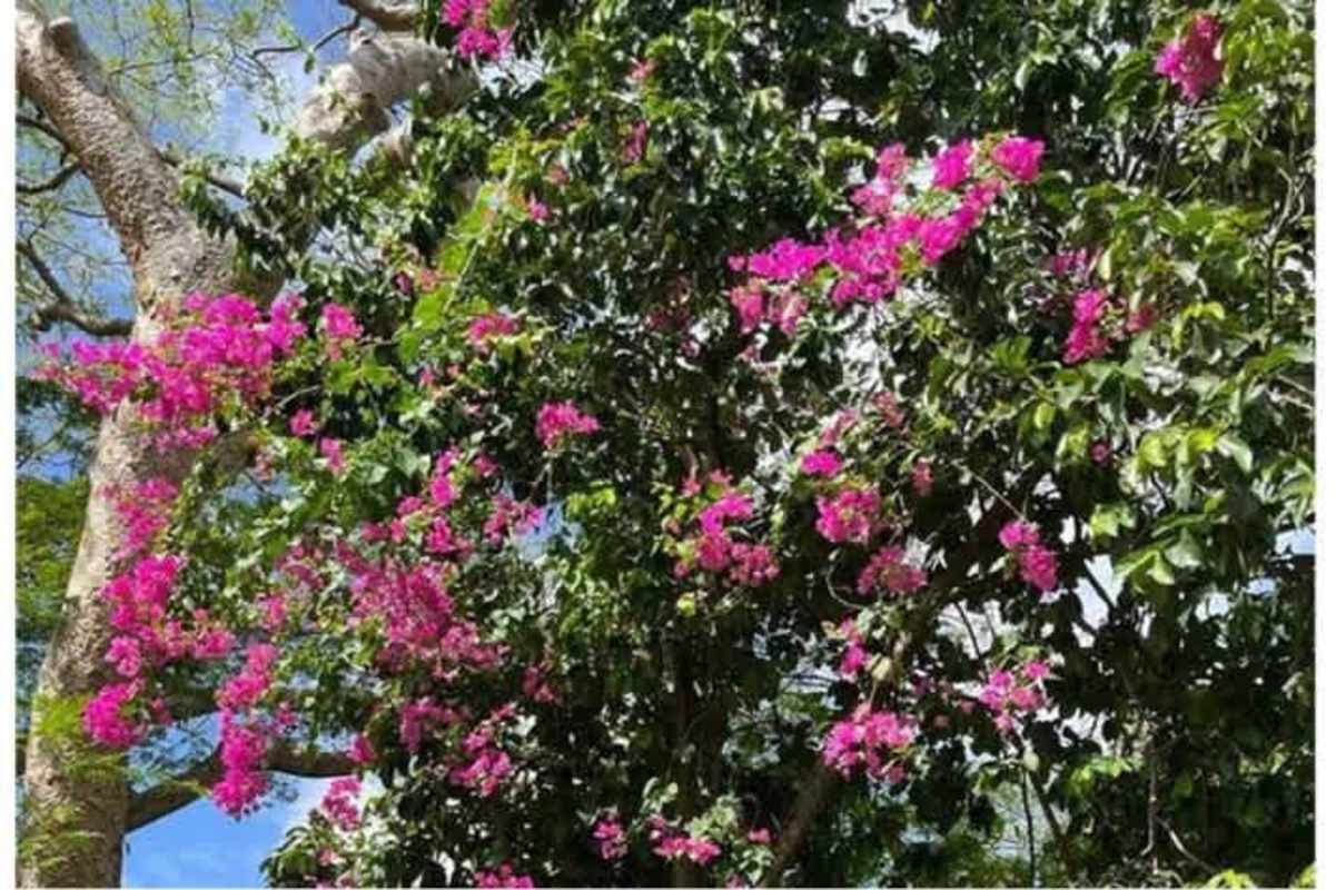 Pink flowering vines among trees in Balboa house garden Panama City