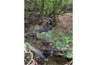 Land for Sale in Platanares / Isla Cebaco - 0 bedrooms