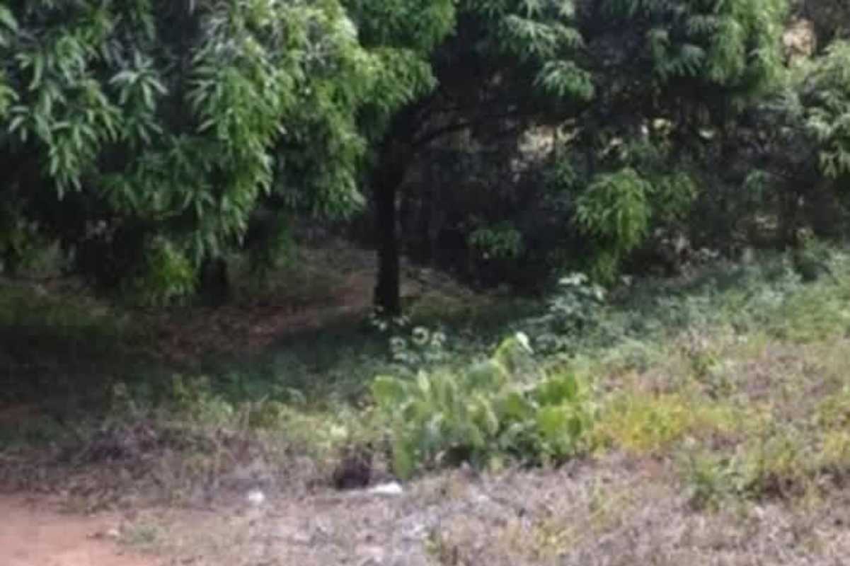 Mature wooded plot of land with dense grass, shrubs, ideal for agroforestry in Panama
