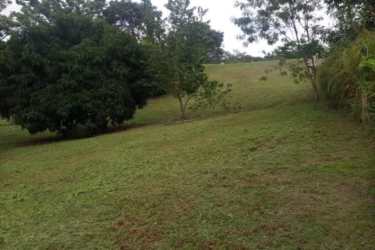 Open lot with natural green landscape and mature trees in Las Uvas San Carlos