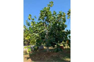 Rustic farmhouse with porch and surrounding gardens on agricultural property with cattle facilities for sale Panama