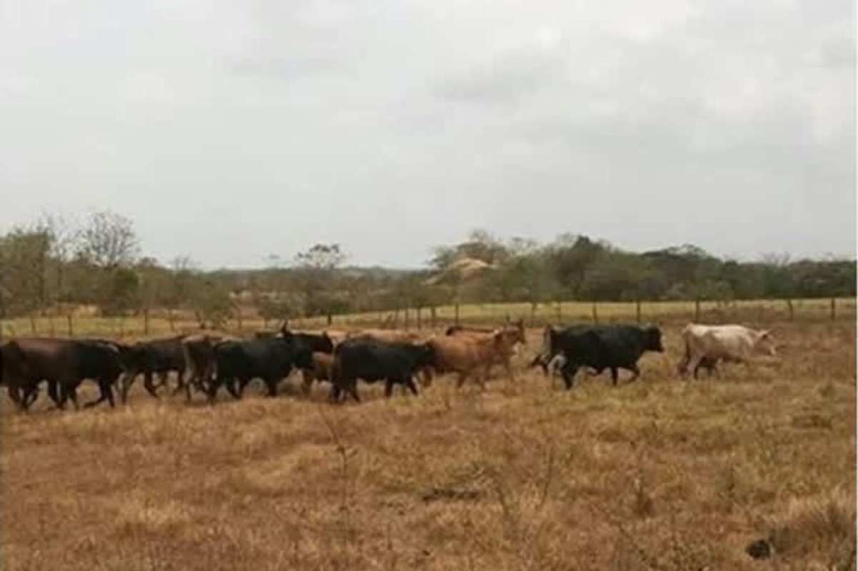 Cows grazing on fenced pasture of farm land in Tanara Chepo Panama