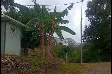 Banana trees and utility poles on fenced rural land in Capira ideal for farms development