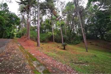 Paved road access through sloped forested lot in Valle Encanto