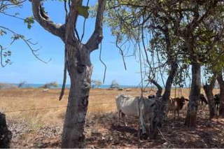 Land for Sale in Pocri - 0 bedrooms