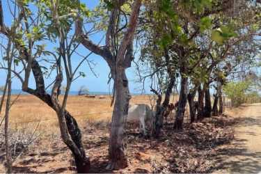 Large oceanfront lot in Playa La Candelaria Pocri for development