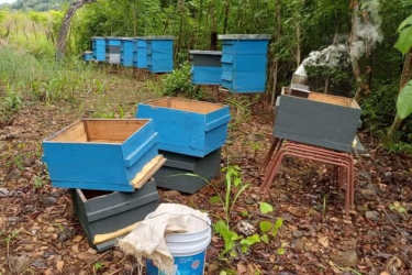 Farm with Pool & Fruit Plantation in Atalaya Veraguas