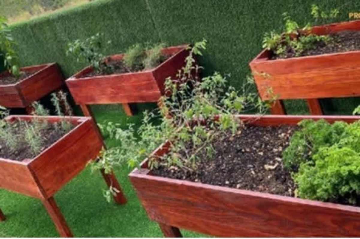 Elevated wooden garden planters with herbs and plants in green artificial turf at Altamira Gardens Condado del Rey Panama City