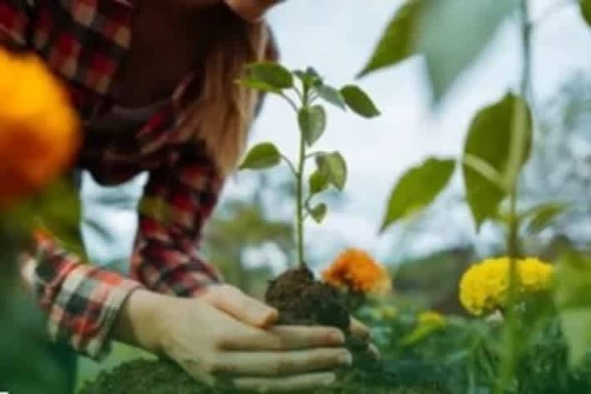 Closeup of resident planting flowers in community urban garden Albrook Panama