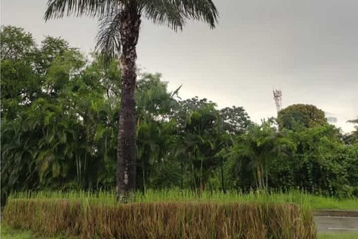 Palm trees and lush garden landscaping surrounding commercial land Santa María Panama City