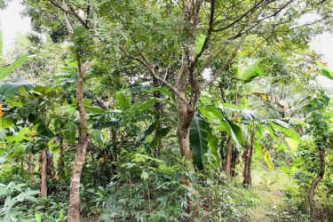 Chain link fencing on green rural land lot in Santa Rita Antón countryside Panama for sale