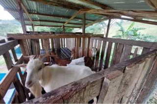 Farm / Land for Sale in Claras Arriba - 4 bedrooms