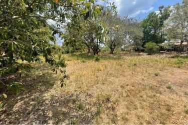 Mature trees and green surroundings on the 1,720 m² plot at La Ermita San Carlos