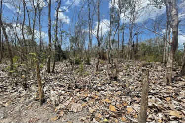Wooded undeveloped rural land with scattered trees and fallen leaves under sunny sky San Carlos Panama
