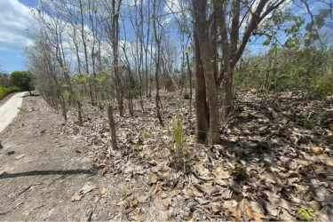 Tree-studded dry forested lot with dirt path and fallen leaves in rural San Carlos Panama