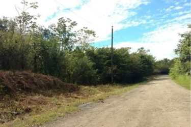 Countryside dirt road with utility pole and fence along natural vegetation in San Francisco de Veraguas Panama