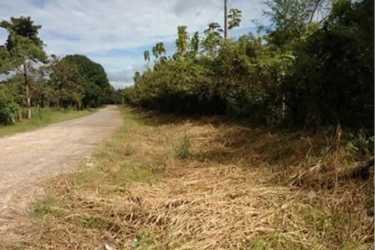 Cleared countryside lot with dirt road access and dense vegetation in San Francisco de Veraguas Panama