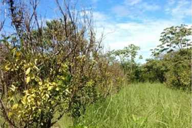Rural landscape with green vegetation, trees, and artificial lake under blue sky in San Francisco de Veraguas Panama